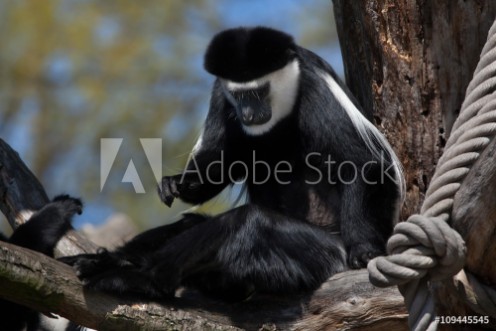 Picture of Mantled guereza Colobus guereza